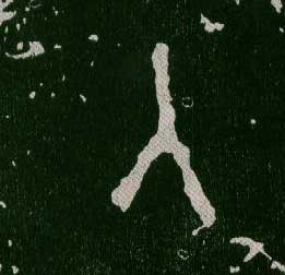 ϸ
