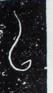 ϸ