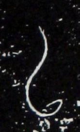 ϸ