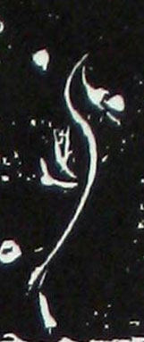 ϸ