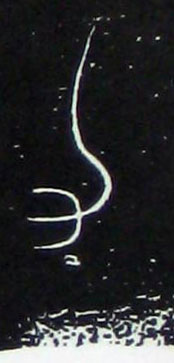 ϸ