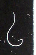 ϸ