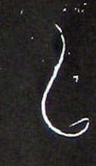 ϸ