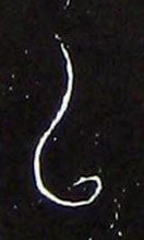 ϸ
