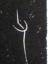 ϸ