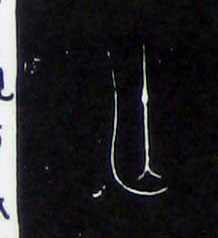 ϸ